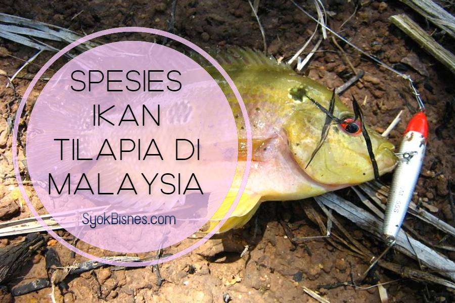 spesies ikan tilapia di Malaysia